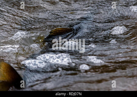 Atlantische Lachse springen rapids Brutplatz zu finden. Fische schwimmen im Fluss aufwärts zu züchten. Stockfoto