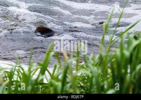 Atlantische Lachse springen rapids Brutplatz zu finden. Fische schwimmen im Fluss aufwärts zu züchten. Stockfoto