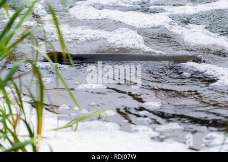 Atlantische Lachse springen rapids Brutplatz zu finden. Fische schwimmen im Fluss aufwärts zu züchten. Stockfoto