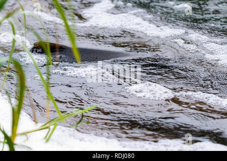 Atlantische Lachse springen rapids Brutplatz zu finden. Fische schwimmen im Fluss aufwärts zu züchten. Stockfoto