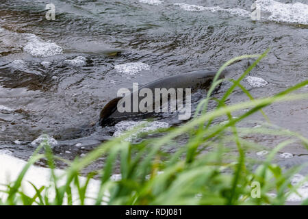 Atlantische Lachse springen rapids Brutplatz zu finden. Fische schwimmen im Fluss aufwärts zu züchten. Stockfoto