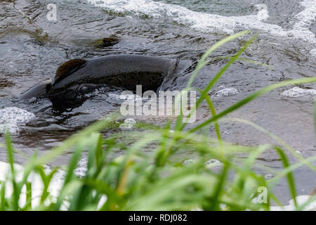 Atlantische Lachse springen rapids Brutplatz zu finden. Fische schwimmen im Fluss aufwärts zu züchten. Stockfoto