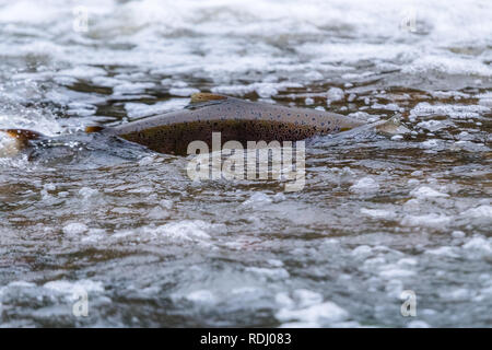 Atlantische Lachse springen rapids Brutplatz zu finden. Fische schwimmen im Fluss aufwärts zu züchten. Stockfoto