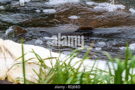 Atlantische Lachse springen rapids Brutplatz zu finden. Fische schwimmen im Fluss aufwärts zu züchten. Stockfoto