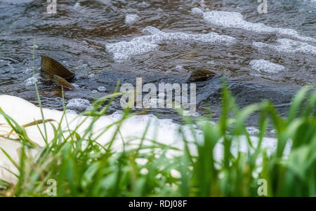 Atlantische Lachse springen rapids Brutplatz zu finden. Fische schwimmen im Fluss aufwärts zu züchten. Stockfoto