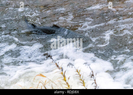 Atlantische Lachse springen rapids Brutplatz zu finden. Fische schwimmen im Fluss aufwärts zu züchten. Stockfoto