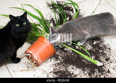 Schwarze Katze fallen und brach Blumentopf mit grünen Pflanzen auf den Küchenboden mit Schmutz aller Fliesen. Konzept von Schäden durch Haustiere Stockfoto