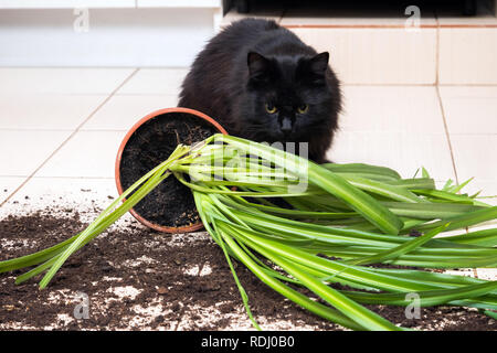 Schwarze Katze fallen und brach Blumentopf mit grünen Pflanzen auf den Küchenboden mit Schmutz aller Fliesen. Konzept von Schäden durch Haustiere Stockfoto