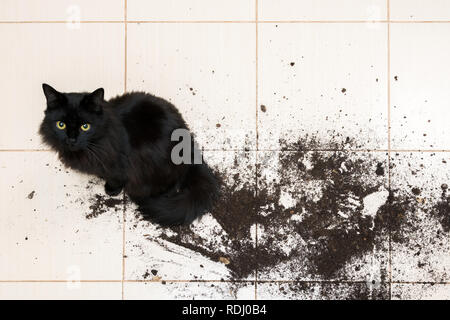 Schwarze Katze fallen und brach Blumentopf mit grünen Pflanzen auf den Küchenboden mit Schmutz aller Fliesen. Konzept von Schäden durch Haustiere Stockfoto