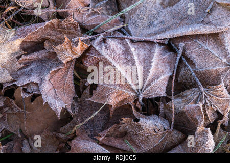 Nahaufnahme von gefrorenem Raureif maple leaf unter frosty Gras, Blätter und andere Pflanzen, die sich bei frühen kalten Morgen Seite beleuchtet durch Sonnenlicht Stockfoto
