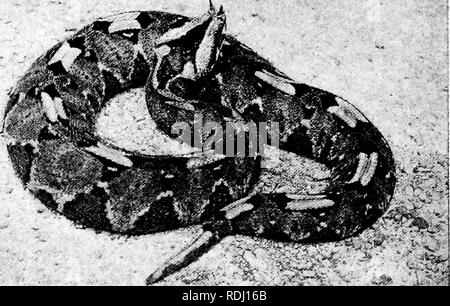 . Beliebte amtliche Führer zu den New York Zoological Park. Zoos. 180 I "OPULAR OFFIZIELLE fiUIDK. 21. '.' * - Nashorn VIPER Art der harmlose Schlangen. Es ist eine Schlange von großer Kraft und Aktivität im Laufen, Klettern und Schwimmen; es pos-sesses großen Mut und sucht Beute vieler Arten in allen möglichen Situationen. Das Strumpfband Schlange, (Eutaenia sirtalis), wird häufiger im Osten der Vereinigten Staaten gesehen als jeder andere Schlange. Obwohl der Kampf gegen das Ewige ist, unabhängig von der Tatsache, dass es so harmlos ist wie eine Fliege, seine Nummern nicht vernünftig abnehmen. Die Hog-Nosed Sn Stockfoto