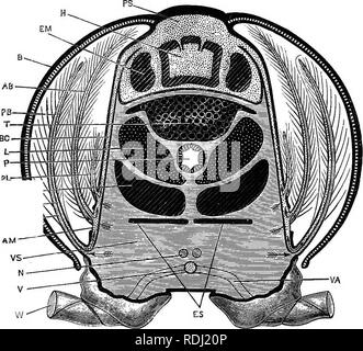 . Ein jüngeres praktische Zoologie. Zoologie. 136 Die CEAYflSH ii und endopodite exopodite sind zwei viele Gelenkwelle Filamente, die sUghtly exopodite wird größer. D. Die Kiemen und Gill - chamhers. Die kiemen sind hoch Vaskuläre externe Auswüchse aus der] Seiten des Thorax und von seinem ANHÄNGSEL. In ihnen Atmung auftritt, wird dieser Prozess, bestehend in einem Datenaustausch. Fia. 34. âAstacus fluviatilis. Schematischer Querschnitt durch den Thorax. Die gepunktete Leerzeichen enthalten arteriellen Blut. Die Räume ""Schattiert mit horizontalen Linien enthalten, venöses Blut. Die Pfeile einsetzbare Anzeige Stockfoto