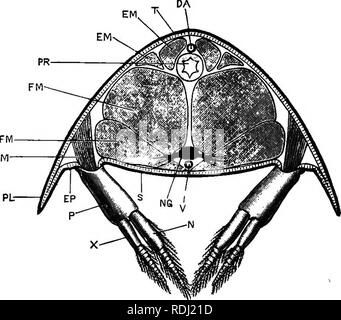 . Ein jüngeres praktische Zoologie. Zoologie. EXTEENAL CHARACTEES 127 ein. Die tergam ist der konvexe dorsale Platte Der exoskelett. b. Das Brustbein ist der ventralen Querstrebe zwischen den Basen der Gliedmaßen. c. Die pleura sind ein paar Platten an den Seiten nach unten projizieren. d. Die epimera sind die Portionen von gehärteten Häutchen zwischen der Pleura und die Grundlagen der Gliedmaßen. Sie sind sehr klein in diesem Segment. Abb. 32.- Astacns flnviatilis, var. nobilis. Querschnitt durch den Bauch, (c. h. h.) DA, Dorsalen abdominal Arterie. "EUL, extensor Muskeln der Bauch. IBF, epimeron. FM, Stockfoto