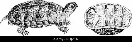 . Natürliche Geschichte der Tiere;. Zoologie. ii 6 Wirbeltiere: Reptilien. Pfund oder mehr, und sind in der Nacht gefangen, wenn sie an Land kommen um ihre Eier zu HIV. Abb. 169.- Holz Torloise. Abb. 170. - Box Turtle, oben geschlossen und auf dem Rücken.. Bitte beachten Sie, dass diese Bilder sind von der gescannten Seite Bilder, die digital für die Lesbarkeit verbessert haben mögen - Färbung und Aussehen dieser Abbildungen können nicht perfekt dem Original ähneln. extrahiert. Tenney, Sanborn, 1827-1877; Tenney, Abby Amy Gove, 1836 -. New York, Cincinnati [etc. ] American Book Co Stockfoto