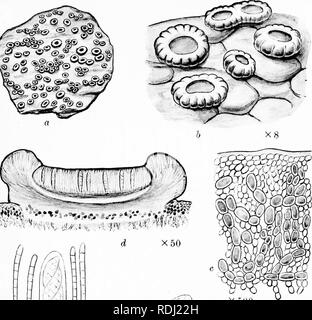 . Eine Monographie der Flechten in Großbritannien gefunden, wird ein Beschreibender Katalog der Arten im Herbarium des British Museum. Flechten. X500. Bitte beachten Sie, dass diese Bilder sind von der gescannten Seite Bilder, die digital für die Lesbarkeit verbessert haben mögen - Färbung und Aussehen dieser Abbildungen können nicht perfekt dem Original ähneln. extrahiert. British Museum (Natural History). Lehrstuhl für Botanik; Crombie, James Morrison, 1833-1906; Smith, Annie Lorrain, 1854-1937. London, Gedruckt im Auftrag des Kuratoriums Stockfoto