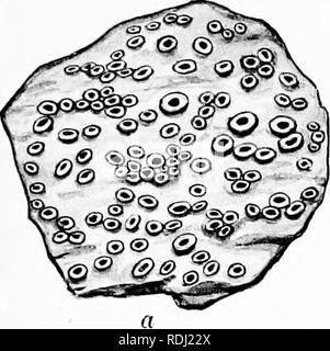 . Eine Monographie der Flechten in Großbritannien gefunden, wird ein Beschreibender Katalog der Arten im Herbarium des British Museum. Flechten. Platte 4. G. Bitte beachten Sie, dass diese Bilder sind von der gescannten Seite Bilder, die digital für die Lesbarkeit verbessert haben mögen - Färbung und Aussehen dieser Abbildungen können nicht perfekt dem Original ähneln. extrahiert. British Museum (Natural History). Lehrstuhl für Botanik; Crombie, James Morrison, 1833-1906; Smith, Annie Lorrain, 1854-1937. London, Gedruckt im Auftrag des Kuratoriums Stockfoto