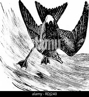 . Natürliche Geschichte der Tiere;. Zoologie. Schwimmer. Kranke die Sturmvögel, in vielen Fällen sehr klein sind. Beide Leben auf dem Meer, sondern kommen auf Ufer zum hinteren ihre Jungen. Die stürmische Sturmvögel, oder "Mutter Carey Küken - Ens, "sind die Kleinsten von Web-footed Vögel; aber sie sind in der Lage, ungefähr während der meisten terrific Stürme zu fliegen. Beim Fliegen in der Nähe der Wasser erweitern sie ihre Beine, und erscheinen so auf zu laufen. .: ^&gt;. Abb. 162. - Stormy Petrel. seiner Oberfläche. Das Wort Petrel bedeutet wenig Peter. Möwen und Seeschwalben. Die Möwen und Seeschwalben haben lange und spitzen Flügeln, und sind auf den Ufern von Alle Stockfoto