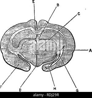 . Ein jüngeres praktische Zoologie. Zoologie. 350 mSSECTIOK DES KANINCHENS iii Das velum interpositnm ist eine dünne Membran, das Dach des dritten Ventrikels bilden. Auf der Oberseite ist ein Plexus der Blutgefäße, kontinuierliche mit thp Choroid Plexus des lateralen Ventrikel. iv. Die zirbeldrüse Körper ist durch eine tubuläre Stiel mit dem Schaft des velum Interpo-situm verbunden. Entfernen &Amp; das velum interpositum, also als dritter Ventrikel. zu öffnen. Fio. 44.- Lepns cunioulus. Querschnitt des Gehirns, die durch die Mitte commissure des dritten Ventrikels. Die Schattierung zeigt an Diag Stockfoto