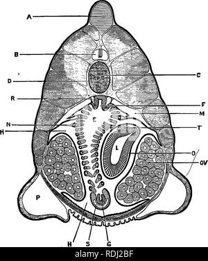 . Ein jüngeres praktische Zoologie. Zoologie. Abschnitt THEOUGH PHARYNX 189 Die atriale Hohlraum hat den gleichen allgemeinen Beziehungen wie in B. Die atriale Epithel die Außenflächen der Branchial bars deckt, und die aufschiebende Falten der. der Schlund; und ist nach unten entlang der inneren Oberflächen der atrialen Falten fort, für die reproduktiven Organe, und in die Falten geworfen. Fia. 33.- AmpUoznB lanceolatns. Querschnitt durch das Teil des Rachens eines erwachsenen weiblichen behindern, durch die Leber und Eierstöcke. Die Grenze der atrialen Hohlraum bya dicke schwarze Linie incUcated Stockfoto