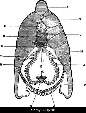 . Ein jüngeres praktische Zoologie. Zoologie. Abschnitt THEOUGH PHAEYNX 185 B. Querschnitt durch die anteriore Furz des Rachens. 1. Allgemeine Zeichen. Der Abschnitt ist dreieckig ia Form, die Spitze der Rückenflosse gebildet, die Basis durch die ventrale Oberfläche, und der basalen Winkel durch die seitlichen Kühlrippen. Die Rachen, perforiert, um die Gill - sUts, und durch die atriale cavityj umgeben liegt unterhalb der Noto - Chord.. Abb. 32.- Amphiozss lanceolatns. Querschnitt durch den vorderen Teil des Rachens eines erwachsenen Muster. Die Grenze der atrialen Kammer wird durch einen dicken bla angezeigt Stockfoto