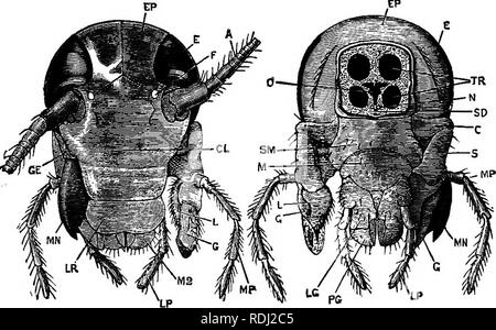 . Ein jüngeres praktische Zoologie. Zoologie. 154 Die COCKEOACH 2. Der Hals ist kurz und schlank: Die cuticular" ist weich und weiß, mit Ausnahme von sieben verdickte Patches oder sclerites, die schwer und Braun. Von diesen zwei sclerites sind schlank quer Bars auf der ventralen Oberfläche; ein Drittel ist median und dorsal, und fast in zwei längs geteilt; die restlichen vier sind viel größer, und bilden zwei Paare an den Seiten des Halses. Fio. 28. âPeriplaneta Americana. Der Kopf, Vorderansicht. (O. h. h.) EIN, Antenne. CL, clypeus. ! E, Auge. EP, epicranium. F, fenestra. Gr. Gale Stockfoto