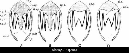 . Ein Handbuch der elementaren Zoologie. Zoologie. 3 * 6 HANDBUCH DER ELEMENTAREN ZOOLOGIE Filament, vorbei an einer Lamelle und an der anderen, so dass die gesamte Gill gesagt werden kann aus einer Reihe von verbogenen Filamente zu abgesicherten Seite an Seite so wie zwei Lamellen bilden werden;. Die beiden Lamellen der einzelnen Gill sind in Abständen von Dicke, vertikale Kanten parallel zu den Fäden verbunden. Die Lamellen nach oben abweichen, so dass sich im Querschnitt Die zwei kiemen von jeder Seite die Form eines W. Der Raum, in dem jeder interlamellar Platz an der Oberseite verbreitert als epibranchial Raum bekannt ist. Die äussere Lamelle Der ou Stockfoto