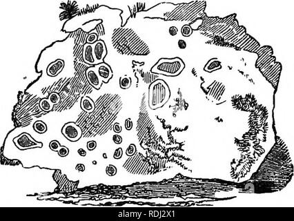 . Botanik für Akademien und Hochschulen: bestehend aus der Entwicklung und Struktur von Algen zu Clematis. Botanik; 1889. 32 akademische BOTANV. Trocken und lederartig, aber einige sind Gallertartige, wie die Lichina. Sie sind 'polymorph-ous (von vielen Formen), oft imitiert stammt, wie in der Bärtige Flechten (JJsnea bar - Bata). Eine Flechte Lecanora [es-culenta) ist der Ansicht, dass das Manna, die die Söhne Israel in der Wüste gespeist. Es wächst unter Feuersteine, aus denen seine kleine, haselnuss-ar; TnfireÂ° apoÂ" f/Öl ^""°'"' "''"' â"'â â¢^ """""'â¢ ^^r^.^ thailus kann kaum ein b Stockfoto
