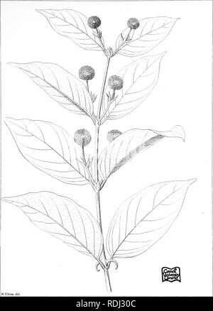 . Icones plantarum formosanarum Nec nicht et contributiones ad floram formosanam; oder, Icones der Pflanzen von Formosa, und Materialien, die für die Flora der Insel, basierend auf einer Studie der Sammlungen des Botanischen Umfrage der Regierung von Formosa. Botanik. Ic. PI. Der Form. Verwischt. Ii. PI. Iii. Arfli sculp T... Bitte beachten Sie, dass diese Bilder sind von der gescannten Seite Bilder, die digital für die Lesbarkeit verbessert haben mögen - Färbung und Aussehen dieser Abbildungen können nicht perfekt dem Original ähneln. extrahiert. Hayata, Bunzo?; Taiwan. Shokusankyoku. Wurde, Pub. Durch das Büro von P Stockfoto