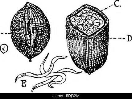 . Ein Handbuch der elementaren Zoologie. Zoologie. Der nematoda. Parasitismus 3° 3 und in die Körperhöhle leben bis sie erwachsener geworden, wenn sie entkommen in feuchter Erde, Geschlechtsreif, und Paar. Nach dem regen die Erwachsenen manchmal klettern die Stängel von Pflanzen in solcher Zahl, auf die Legende von "Duschen von Würmern geben.". Abb. 211.- Die Mais - cockle Worm.- von Theobald. A, Cockle Gallen; C, Larven; in D, Galle aufschneiden; E, Larven vergrößert. 5. Larven und Erwachsene parasitäre in verschiedene Tiere, mit einer freien Bühne. - Die Guinea Worm, Dracunculus medinensis. Das Weibchen, ca. 90 cm lang, Encysts Stockfoto