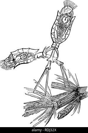 . Die Abende im Mikroskop: oder, Forschungen unter den minuter Organe und Formen des tierischen Lebens. Mikroskopie; Mikroskope; Medizinische Mikroskopie. Rad - BEAEEES. 2 T9, weil die Tatsache unterstützt, dass diese Klasse von Tieren seine ordnungsgemäße Affinitäten mit dem Akticulata, die von den meisten naturforschern verweigert wurde.. Â SEELETOX VTIIEEL - EEAKEE. Die Form ist neugierig. Auf dem Gipfel eines langen Fuß Erhöhte, bestehend aus drei Gelenke, die überwinden zwei außergewöhnlich verlängert und schlanke Zehen, ist eine Vase-förmige loriea, 3-seitig. Seine Oberfläche ist über und über mit Minute Punkte abgedeckt, sehr eng Stockfoto