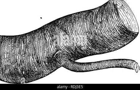 . Die Abende im Mikroskop: oder, Forschungen unter den minuter Organe und Formen des tierischen Lebens. Mikroskopie; Mikroskope; Medizinische Mikroskopie. Insekten: ihre BEEATHING OEGANS. 109 der mehr exqiiisite meclianism, ob - wir betrachten das Objekt der Vorrichtung oder des remarlcable Schönheit der Struktur beschäftigt. Die Röhren selbst notwendigerweise sehr dünn und empfindlich, so dass Auf den geringsten Druck ihre Seiten unweigerlich zusammenbrechen und somit völlig piit ein Stopp, um den Durchgang von Luft. AIK-ROHR VON LAGE. Durch sie, produziert, Natürlich, die zügige suffoca- rung der in Stockfoto