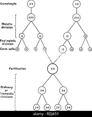 . Ein Handbuch der elementaren Zoologie. Zoologie. Der Frosch: HISTOLOGIE, KEIMZELLEN, Tod 107 Diese sind jetzt von den gewöhnlichen einzelnen Art. Die zweite oder post-reifeteilung folgt der erste ohne eine Ruhephase. Die Spermatogenese Oogenese/Gamerocyre Meioric Division Post meioric Division Keimzellen. etc. Abb. 66.- ein Diagramm der Gametogenese und Düngung. Es ist ein gewöhnlicher Division, in denen jedes Chromosom spaltet sich in zwei zu einer Tochter Chromosom in jeder Tochter Kern zu geben, so dass die Tochter Kerne haben immer noch die Hälfte der normalen Anzahl. Bei der Befruchtung die Zygote. Bitte nicht Stockfoto