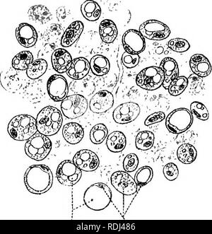 . Ein Handbuch der elementaren Zoologie. Zoologie. Der Frosch: HISTOLOGIE, KEIMZELLEN, Tod 103 nuklearen Division. In einer muskelfaser Leitung ist relativ schwach entwickelt und Kontraktion. In diesen beiden Geweben chemische Produktion und Sekretion zugunsten der Rest des Körpers ist gering, während in der stopfbuchse Zellen, die weder kontraktilen noch Dirigieren, es hoch entwickelt ist. In der Korrespondenz mit diesen Besonderheiten der Funktion gehen Besonderheiten der Form. Das heißt, hier wie überall, wo wir die Differenzierung und die physiologischen Arbeitsteilung Hand in Hand finden. Die innu Stockfoto