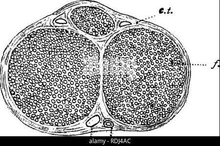 . Ein Handbuch der elementaren Zoologie. Zoologie. Der Frosch: HISTOLOGIE, KEIMZELLEN, Tod 97 entsorgt werden in Gruppen von zwei oder vier, die von der Abteilung für eine ursprüngliche Zelle gebildet. Da diese zusätzlichen Boden sub Sezernieren - Haltung werden Sie auseinander, indem Sie sie gedrückt. In verkalkter Knorpel die Struktur ist die Gleiche wie in Glasigkeit, aber die Grundsubstanz ist mit Salzen von Kalk imprägniert. Bindegewebe, Knorpel, hat eine Masse Substanz, die Flecken leicht mit Silbernitrat, aber ist es viel weicher und beinhaltet immer zwei Arten von Fasern - weißen Fasern, die einen welligen Kurs, Zweig, aber nicht verbinden, und ar Stockfoto