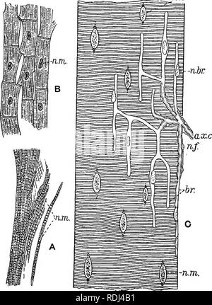 . Ein Handbuch der elementaren Zoologie. Zoologie. Platte II - Histologie des Muskels. Ay Herzmuskel der Frosch; B, Herzmuskel des Menschen; C, Teil einer skelettmuskulatur Faser der Frosch, zeigt das Ende einer motorischen Nerv Fasern. Abl. C, Achse der Zylinder der Nervenfasern; Dr., Zweige des Gleichen nach der Medulläre Mantel verloren hat; n.br.^ Kerne der Niederlassungen;"./., Kerne der Nervenfasern; "." z., Kerne von Muskelfasern. Bitte beachten Sie, dass diese Bilder aus gescannten Seite Bilder, die digital für die Lesbarkeit verbessert haben mögen - Färbung und Aussehen dieser Abbildung extrahiert werden Stockfoto