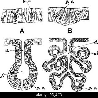 . Ein Handbuch der elementaren Zoologie. Zoologie. Der Frosch: HISTOLOGIE, KEIMZELLEN, Tod 91 in der Zelle, wenn sie entladen sind. Eine solche Drüse ist als Tubular gland bekannt. Die bauchspeicheldrüse ist ein Beispiel für die Komplizierteren Klasse als Racemose Drüsen, in denen die Rohre verzweigt sind und mit niedrigen, kubischen Epithel bis zu deren Enden, die Geweitet und mit glandulären Epithels gefüttert gefütterte bekannt. Die auffüllgröße werden als acini und die Rohre zu ihnen führenden als Kanäle bezeichnet. Die Leber ist noch komplizierter, die Rohre nicht nur wieder branchingbut-ing ein Netz zu bilden, dessen Wände bestehen aus Stopfbuchse ce Stockfoto