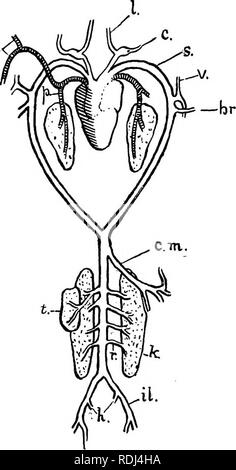 . Ein Handbuch der elementaren Zoologie. Zoologie. Der Frosch: Eingeweide und GEFÄSSSYSTEM 57 Blutgefäße. CU aus dem Truncus arteriosus entstehen auf jeder Seite drei Arterien, die für einige Distanz miteinander verbunden sind, so dass sie scheinen ein einziges Schiff zu sein. Die behindern - die meisten von Ihnen ist der pulmocutaneous Arch, der mittlere die systemische Arch, die vor allem die Halsschlagader, Arch. Nach der Trennung, die drei Bögen Gemeinbesitz heraus laufen zu lassen - Stationen, divergierende wie Sie gehen. Die pul-mocutaneous Arch teilt sich in die Lungenarterie in die Lunge und die kutane Arterie für die Haut. Der A. carotis Arch gibt fo Stockfoto