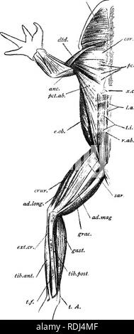 . Ein Handbuch der elementaren Zoologie. Zoologie. 44 HANDBUCH DER ELEMENTAREN ZOOLOGIE sm.ad.. pet. st. FlG. 21.- eine ventrale Ansicht der Muskulatur eines Frosches. ad. Lang:, Adductor longus; ad. Mag.,, adductor Magnus; ein "c, Anconaeus; adr.rad^ coraco-radialis; crttr,^ crureus;., des Deltamuskels; e o 6. t Extern schräg; e. v/. cr.t Extensor crurisbrevis; Gast.* gastrocnemius; grac&gt; griech.;/. a., Linea alba; $ ct. ab, % Abdominal- Teil der Brustmuskel; Pd. st.^ sternalen Teil des gleichen; r. ab, t Bauchmuskel, gerade; sar. Sartorius; Sm, % Mylohyoid; t.z, tendinous Kreuzungen; t.A.t tendo Achilis; t Stockfoto