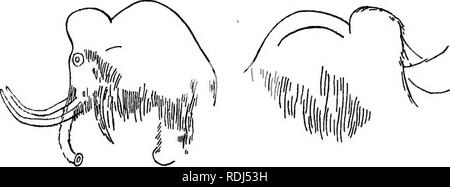 . Geheimnisse der Erde und dem Meer. Wissenschaft; natürliche Geschichte; Archäologie; Kunst, primitiv. PORTRAITS OP MAMMUTS 31. Bitte beachten Sie, dass diese Bilder sind von der gescannten Seite Bilder, die digital für die Lesbarkeit verbessert haben mögen - Färbung und Aussehen dieser Abbildungen können nicht perfekt dem Original ähneln. extrahiert. Lankester, Edwin E. Ray (Ray), Sir, 1847-1929. London, Methuen &Amp; Co.Ltd. Stockfoto