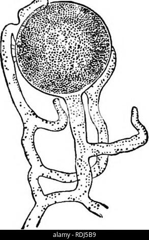 . Mikroben, Fermenten und Formen. Bakterien, Pilze; die Gärung. 48 Mikroben, GÄRT, und Schimmel. Wespe, weil es durch einen Pilz, die es seit einiger Zeit trägt während seiner Lebensdauer angegriffen wird, und die schließlich zu seinem Tod: Torrubia spherocephala (Tulasne). Isaria sphingum, m Abb. 21.- zwei Leuchtkörper von Sapro - legnia mit Sporen (grejitly vergrößert). Abb. 22.- Oogonium von Saprolegnia umgeben von viel Antheridia (vergrößert). Arten derselben Gattung, hat auf dem Rücken eines Schmetterlings, der auf ein Blatt als ob lebendig, und das war wahrscheinlich k balanciert wurde beobachtet. Stockfoto