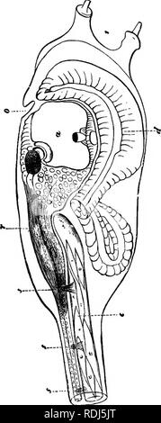 . Die Lehre von der Abstammung und Darwinismus. Evolution. Stammbaum der Wirbeltiere. 253 Der Mund gebildet wird; d entsteht in den Branchial Hohlräume und den Magen-Darm-Kanal, und wir werden übrigens. Abb. 23. Die Bemerkung, dass in der lanzettfischchens auch, das vordere Ende des. Bitte beachten Sie, dass diese Bilder sind von der gescannten Seite Bilder, die digital für die Lesbarkeit verbessert haben mögen - Färbung und Aussehen dieser Abbildungen können nicht perfekt dem Original ähneln. extrahiert. Schmidt, Dr. (Eduard Oskar), 1823-1886. New York, Appleton Stockfoto