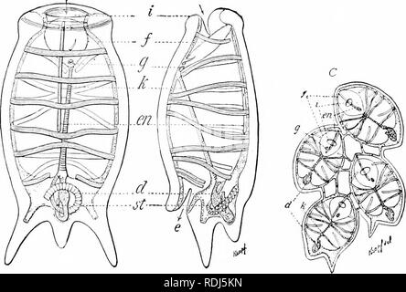 . Ein Handbuch der Zoologie. Zoologie. Ii. TUNICATA: THALIACEA 447 Um III. (Thaliacea Salpaeformes). Diese, wie auch die Lucias und Copelate, pelagische und ein wichtiger Par spielen - im Plankton. In Form einer Salpa kann zu einem Fass aus extert A B. Bild verglichen werden. 503.-.4, B, Salpa democraika mit ausläufers, ventral und seitlichem Blick; C, Bavaria mucronala, Teil einer jungen Kette noch nicht getrennt, eine, Anus; c, Tunika; d, Verdauungstrakt; e, Atriale öffnen; en, endostyle;/, peripharyngeal Nut; g, Ganglion mit Hufeisen-förmigen Auge, und in der Nähe von Es die Tentakel und hypophysial Nut; h, der Hoden; i, Maul. Stockfoto