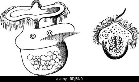 . Die Lehre von der Abstammung und Darwinismus. Evolution. 200 DIE LEHRE VON DER Abstammung. Shell, haben ihr Aussehen. Auch hier, von der Ebene des velum, eine kleine fleischige Protuberanz ragt, ohne besondere behaupten. Die Verteilung der velum, den Zeitraum, in dem diese Larven Orgel macht seine. Abb. 13. Aussehen, seine Position auf dem Weg zur Testa, Kopf, Mund und Fuß, und seine anschließende efifacement, einer und alle Co-incide genau in den beiden Klassen. Noch ist nicht nur eine relativ kleine Anzahl von marinen Muscheln und Schnecken, die wir die evolutionäre Geschichte wissen; aber wir können daraus schließen, dass in Stockfoto