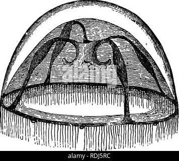 . Die Lehre von der Abstammung und Darwinismus. Evolution. Arten und Familien. 31 angeordnet radial rund um eine Achse, die durch den Dor-sal und ventralen Pol. Der Hohlraum, die in den meisten anderen Ani - Mals - zum Beispiel in der Mensch - ist der Bauchhöhle, der Raum zwischen der Darmwand und die Abdominal- parietes bezeichnet, ist mangelhaft in ihnen; aber auf der anderen Seite vom Magen gehen Sie im Allgemeinen vari-ous Art - von Rohren und branchia, die einem gewissen ex-Zelt der Bauchhöhle austauschen. Abb. 2 stellt ein. Medusa, Tiaropsis Diadema, nach Agassiz. Die dunkel-schattigen Organe bilden die so-call Stockfoto