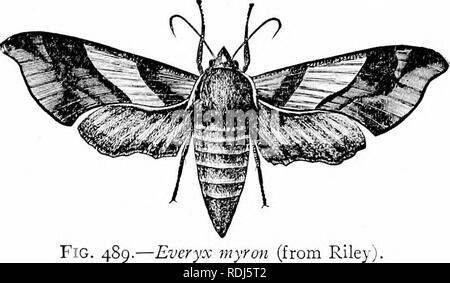 . Ein Handbuch der Zoologie. Zoologie. V. DIPLOPODA 433 drei, prolegs, wie Würmer aus ihren Gang bekannt. Zahlreiche Arten. Canker worms {Pateacrita vernala, '''Alosophila pomelaria/' - Frauen winglessj. Sub um III. NOCTUINA. Owlet Motten; mit kurzen Körper; Vorderflügel meist grau und durch zwei Punkte und Zick-Zack-Linien, die in der Ruhe der häufig (wie in Catocala''') bunte Hinterflügel Decken verziert; 1800 Arten in US Hypena humuli* hop Wurm; Aletia argillacea * Baumwolle Wurm; Lcncatiia unipunctala * Armee Wurm, Würmer. Sub um IV. BOMBYCINA, Seidenraupen. Körper groß, wollig, usua Stockfoto