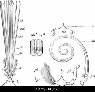 . Ein Handbuch der Zoologie. Zoologie. Iv. INStCTA; HEXAPODA 407 Honig und damit hat die Form einer fast geschlossenen Röhre. Daneben wird der rudi- mentären paraglossoe (JIG) und die gut entwickelten Palpen liegen. Ähnlich der maxillae haben kleine cardines und palpen, während die stipites und die ungeteilte Lobe (/) sind lang und gut entwickelt. Das Piercing im Mund Teile der Fliegen (Diptera) und Wanzen (Rhynchota) können verglichen mit denen der Bienen Soweit die Schamlippen bildet die Grundlage der ganzen (Abb.15). 446). Der Schnabel (rostrum, haustdlum) dieser Tiere Cor-reagiert auf die Schamlippen; es ist eine gerillte Struktur Stockfoto