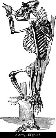 . Anthropoid Apes. Menschenaffen. Anatomische STIIUCTUBE der ANTHROPOID APES. 65. Abb. 17.- ykeleton eines gealterten männlichen Gorilla.* * Diese Abbildung ist von DuTernoy des caracteres anatomiques de Grandes singes pseudo-Anthropomorphes, Platte ii Es ist eine ausgezeichnete Darstellung der cbaraoteristio Dornfortsätzen der Tertebral Spalte und der relativen Position der Gliedmaßen.. Bitte beachten Sie, dass diese Bilder sind von der gescannten Seite Bilder, die digital für die Lesbarkeit verbessert haben mögen - Färbung und Aussehen dieser Abbildungen können nicht perfekt dem Original ähneln. extrahiert. Hart Stockfoto