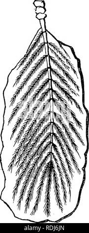 . Die Lehre von der Abstammung und Darwinismus. Evolution. 266 DIE LEHRE VON DER Abstammung, der Entdeckungen, kargen, wie Sie sind, fossiler Zwischenformen. Das Becken und Bein der Ornithdscelidse hive bereits diskutiert worden. Aber im Schiefer von Solnhofen haben wir mehr - über vertraut machen mit der Archaeopteryx, ein Vogel leider - nately verstümmelt und in vielerlei Hinsicht durch Druck (Abb. beschädigt. 25, Eindruck der Schwanz des Archaeopteryx Macrurus, Ow), aber eine sehr wertvolle und interessante Zwischenstufe sein - der Schwanz einer Reptil und Vogel Tween. Unter vorhandenen Vögel, die nandu oder Amer Stockfoto