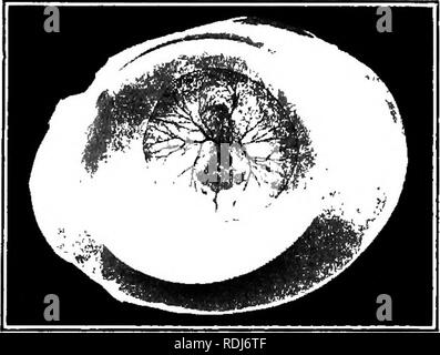 . Elementare Biologie, Tier und Mensch. Biologie. Abb. 54. - Eierstock der Henne und Ei in ei-tube. fertihzed, so erhält er seine Beschichtung von Weiß, und das Ganze ist mit den Membranen und die shell abgedeckt. Unmittelbar nach der Befruchtung erfolgt, durch den Prozess der Zellteilung viele Zellen gebildet werden. Zu der Zeit als das Ei gelegt ist, das Küken Embryo wird als kleiner weißer Punkt auf der Oberfläche der das Eigelb, wenn das Ei wird geöffnet (63, 4). Weitere Entwicklung dieser Embryo kann jedoch - nicht statt, es sei denn, das Ei warm gehalten wird. Das Fie-.SS. Ei der Henne anzeigen enibryo. , Küken auf der Oberfläche der Eigelb. Stockfoto