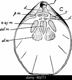 . Ein Handbuch der Zoologie. . Bitte beachten Sie, dass diese Bilder sind von der gescannten Seite Bilder, die digital für die Lesbarkeit verbessert haben mögen - Färbung und Aussehen dieser Abbildungen können nicht perfekt dem Original ähneln. extrahiert. Parker, T. Jeffery (Thomas Jeffery), 1850-1897; Haswell, William A. (William Aitcheson), 1854-1925. New York, der Macmillan Company; London, Macmillan &Amp; Co., Ltd. Stockfoto